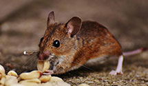24 Hour & Emergency Exterminators in Varnado, LA